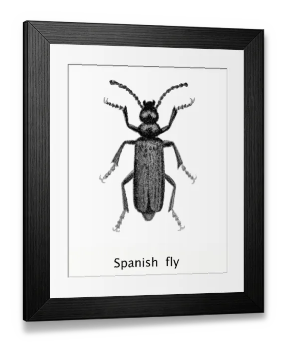 Framed Print : Old chromolithograph of Entomology, Spanish fly (Lytta vesicatoria or Cantharis vesicatoria) Framed Print : Old chromolithograph of Entomology, Spanish fly (Lytta vesicatoria or Cantharis vesicatoria)