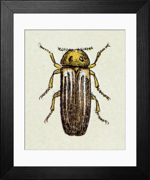 Framed Print : Lampyris noctiluca or common glow-worm, insect animals antique illustration Framed Print : Lampyris noctiluca or common glow-worm, insect animals antique illustration