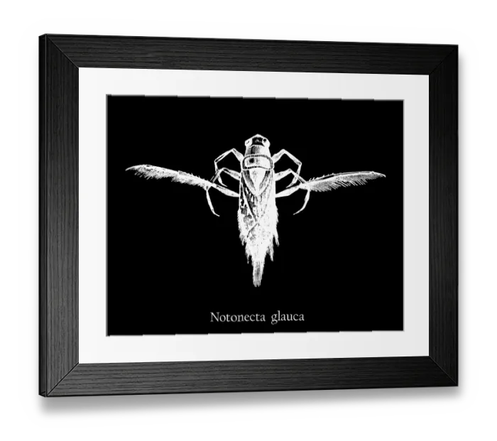 Framed Print : Old engraved illustration of insect, common backswimmer (Notonecta glauca) Framed Print : Old engraved illustration of insect, common backswimmer (Notonecta glauca)