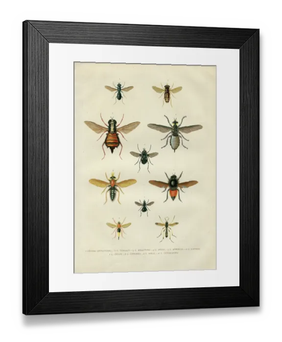 Framed Print : Different fly insects illustartion 1881 Framed Print : Different fly insects illustartion 1881