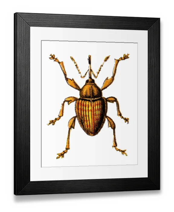 Framed Print : Curculio nucum (nut weevil) is a medium-sized beetle Framed Print : Curculio nucum (nut weevil) is a medium-sized beetle