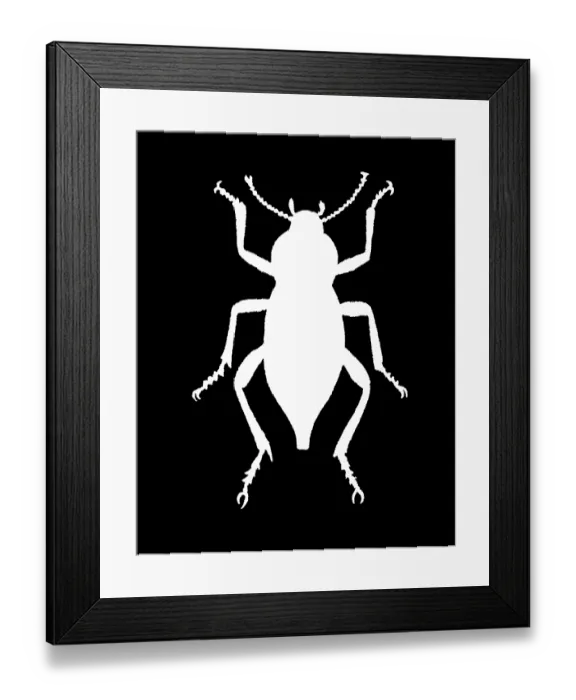 Framed Print : Old chromolithograph of Entomology - Cellar beetle, Darkling beetle (Blaps mortisaga) Framed Print : Old chromolithograph of Entomology - Cellar beetle, Darkling beetle (Blaps mortisaga)