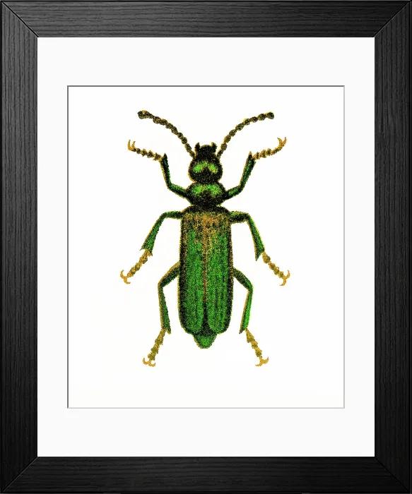 Framed Print : Old chromolithograph of Entomology, Spanish fly (Lytta vesicatoria or Cantharis vesicatoria) Framed Print : Old chromolithograph of Entomology, Spanish fly (Lytta vesicatoria or Cantharis vesicatoria)