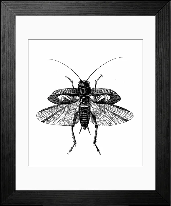 Framed Print : Antique biology zoology image: Gryllus campestris Framed Print : Antique biology zoology image: Gryllus campestris