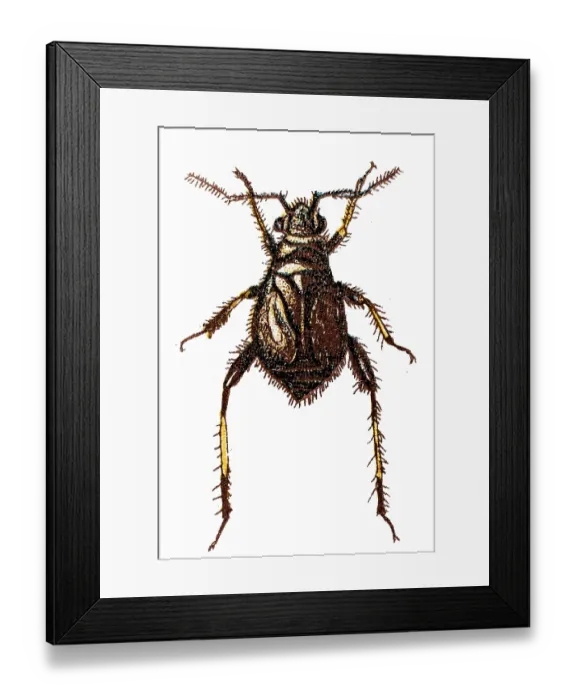 Framed Print : Capsus ater is a species of bug in the Miridae family Framed Print : Capsus ater is a species of bug in the Miridae family