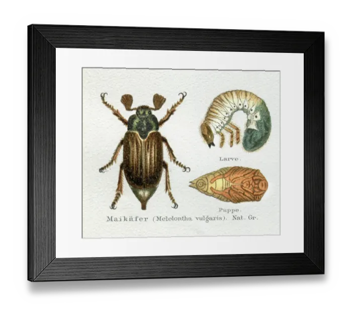 Framed Print : June Beetle or Maybug with larva illustration Framed Print : June Beetle or Maybug with larva illustration