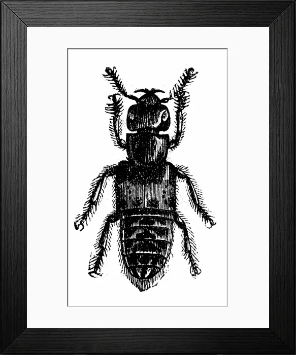 Framed Print : Antique illustration of Staphylinus (rove beetle) Framed Print : Antique illustration of Staphylinus (rove beetle)