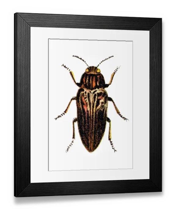 Framed Print : Flatheaded pine borer, Chalcophora mariana