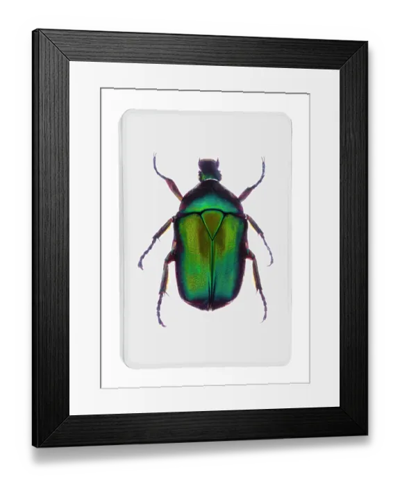 Framed Print : A green metallic beetle in clear resin Framed Print : A green metallic beetle in clear resin