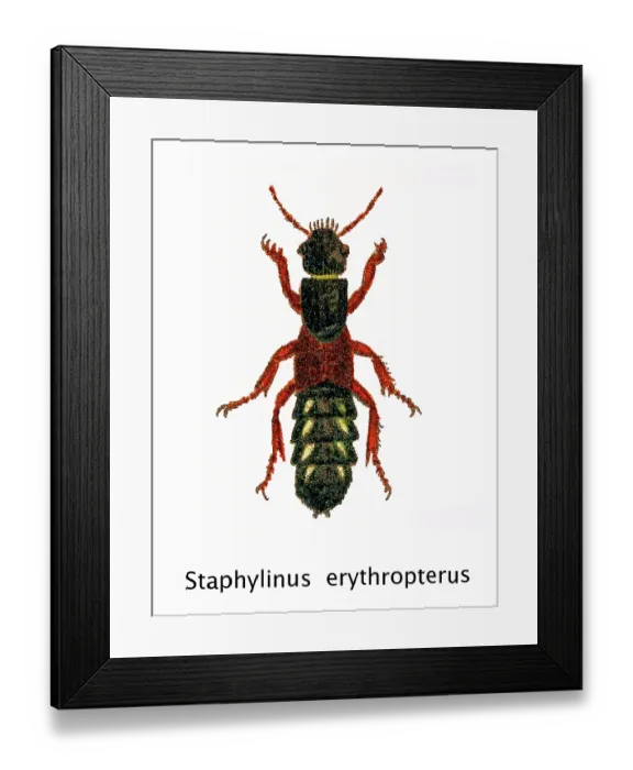 Framed Print : Old chromolithograph of Entomology - Staphylinus erythropterus, rove beetle Framed Print : Old chromolithograph of Entomology - Staphylinus erythropterus, rove beetle