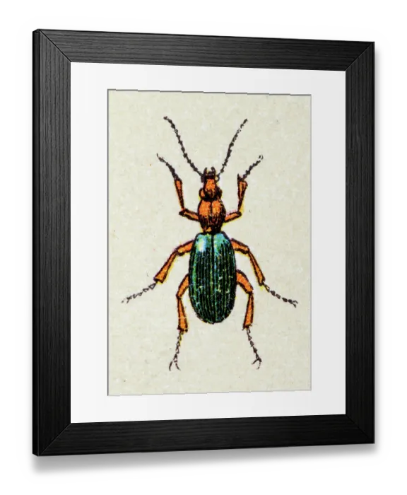 Framed Print : Brachinus crepitans, insect animals antique illustration Framed Print : Brachinus crepitans, insect animals antique illustration
