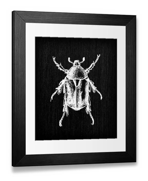 Framed Print : Antique old French engraving illustration: Insect Cetonia aurata, rose chafer Framed Print : Antique old French engraving illustration: Insect Cetonia aurata, rose chafer