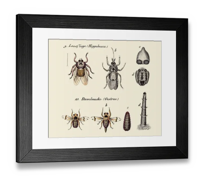 Framed Print : Flies and other insects, 19 century science illustration Framed Print : Flies and other insects, 19 century science illustration
