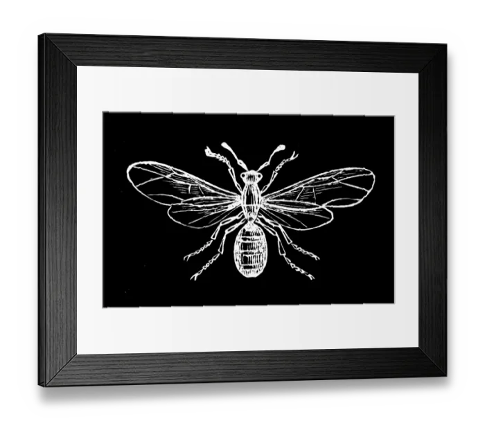 Framed Print : Old engraved illustration of Entomology - Ashy ant, female Framed Print : Old engraved illustration of Entomology - Ashy ant, female
