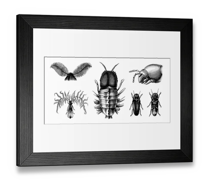 Framed Print : Old engraved illustration of Nocturnal animals Framed Print : Old engraved illustration of Nocturnal animals