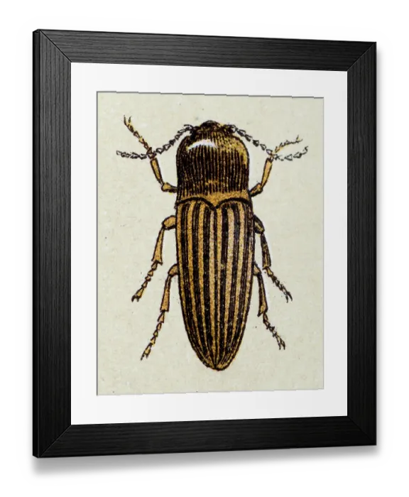 Framed Print : Click beetle, insect animals antique illustration Framed Print : Click beetle, insect animals antique illustration