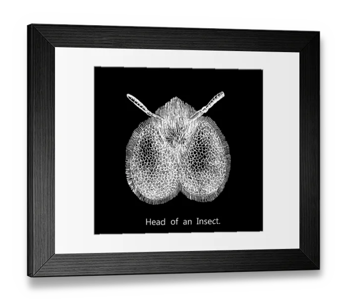 Framed Print : Old engraved illustration of head of an insect Framed Print : Old engraved illustration of head of an insect