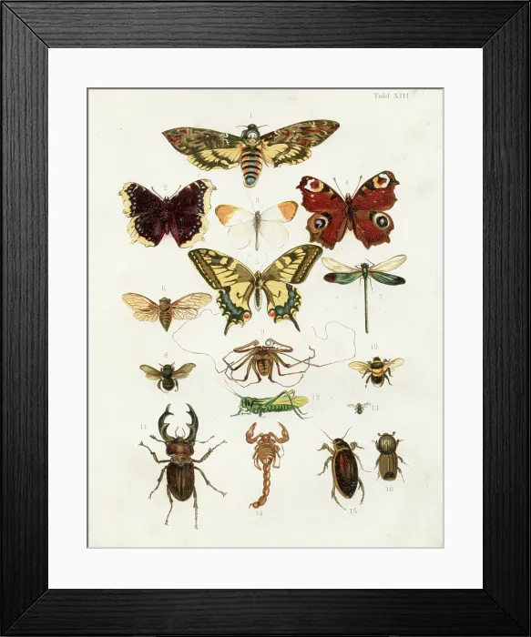 Framed Print : Butterflies: Aurora, Swallowtail, Eyed hawk moth, Dragon fly, Grasshopper, Cicada, Stag beetle chromolithograph illustration 1891 Framed Print : Butterflies: Aurora, Swallowtail, Eyed hawk moth, Dragon fly, Grasshopper, Cicada, Stag beetle chromolithograph illustration 1891