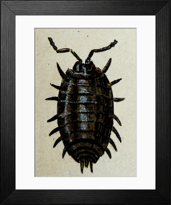 Framed Print : Common woodlouse (Oniscus asellus), insect animals antique illustration Framed Print : Common woodlouse (Oniscus asellus), insect animals antique illustration