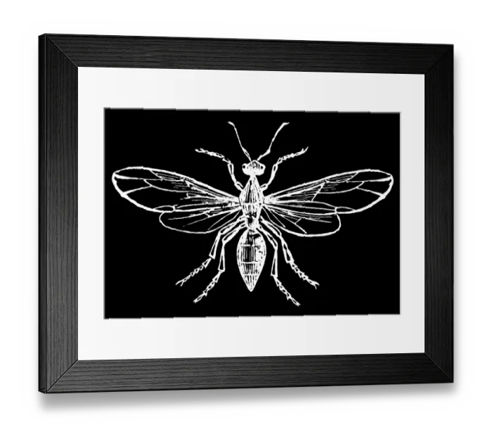 Framed Print : Old engraved illustration of Entomology - Ashy ant, male Framed Print : Old engraved illustration of Entomology - Ashy ant, male