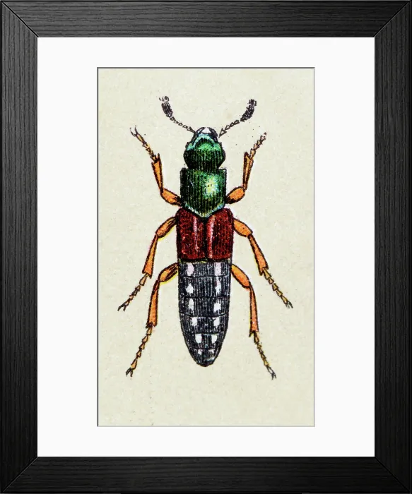 Framed Print : Staphylinus caesareus, insect animals antique illustration Framed Print : Staphylinus caesareus, insect animals antique illustration