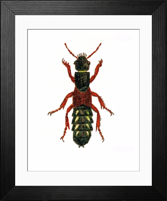 Framed Print : Old chromolithograph of Entomology - Staphylinus erythropterus, rove beetle Framed Print : Old chromolithograph of Entomology - Staphylinus erythropterus, rove beetle