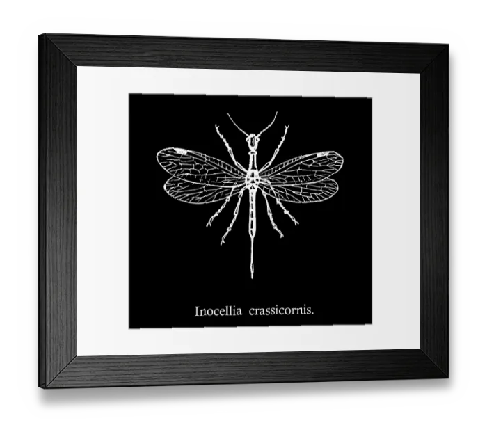 Framed Print : Old engraved illustration of Inocellia crassicornis