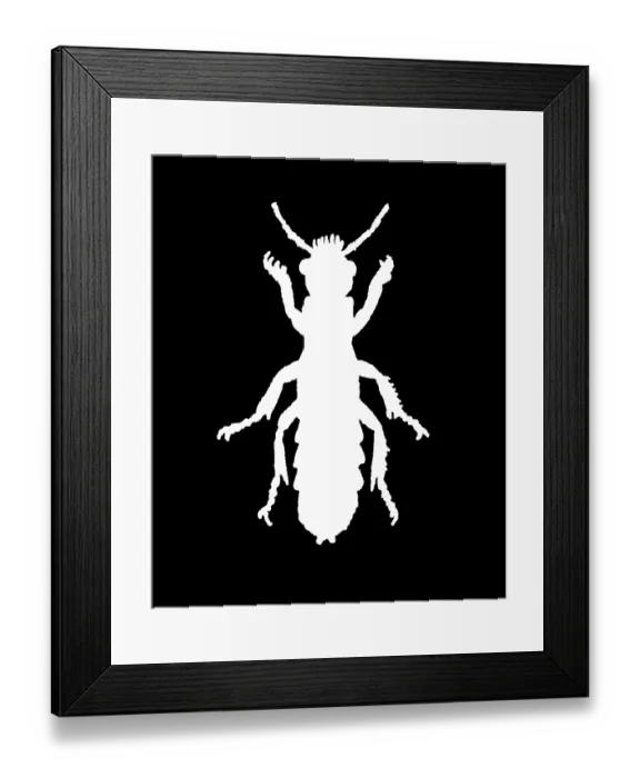Framed Print : Old chromolithograph of Entomology - Staphylinus erythropterus, rove beetle Framed Print : Old chromolithograph of Entomology - Staphylinus erythropterus, rove beetle