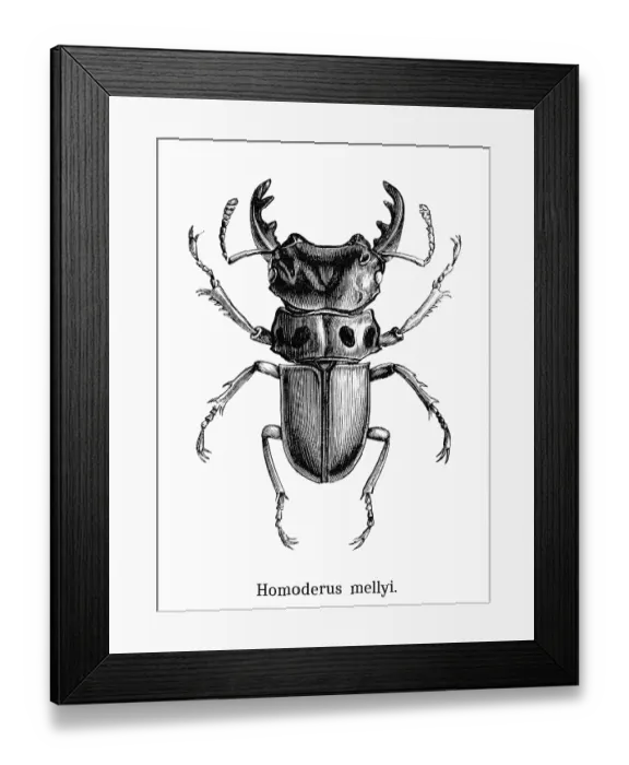 Framed Print : Old engraved illustration of Homoderus mellyi, species of stag beetle in the family Lucanidae Framed Print : Old engraved illustration of Homoderus mellyi, species of stag beetle in the family Lucanidae