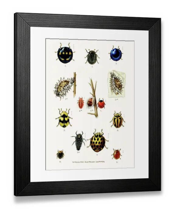 Framed Print : Australian Ladybirds engraving 1892 Framed Print : Australian Ladybirds engraving 1892
