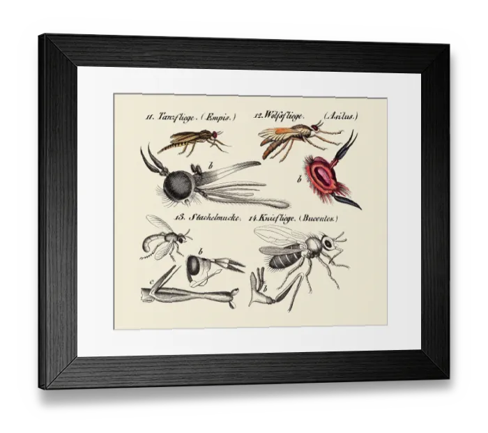 Framed Print : Flies and other insects, 19 century science illustration Framed Print : Flies and other insects, 19 century science illustration