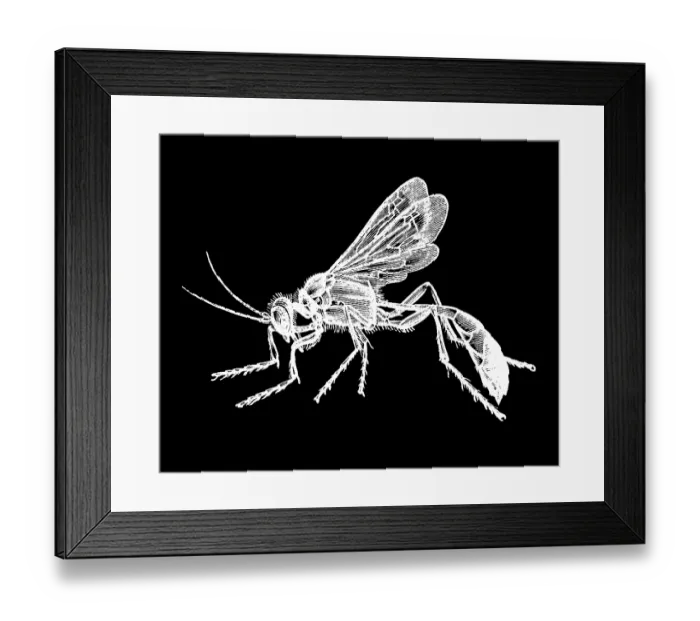 Framed Print : Old engraved illustration of insect, the red-banded sand wasp (Ammophila sabulosa) Framed Print : Old engraved illustration of insect, the red-banded sand wasp (Ammophila sabulosa)