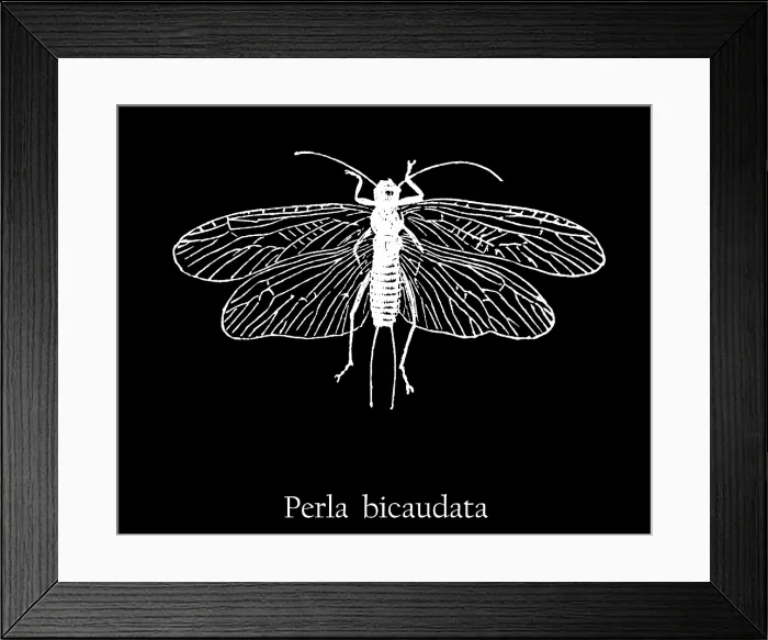 Framed Print : Old engraved illustration of insect, Perla bicaudata or Diura bicaudata Framed Print : Old engraved illustration of insect, Perla bicaudata or Diura bicaudata