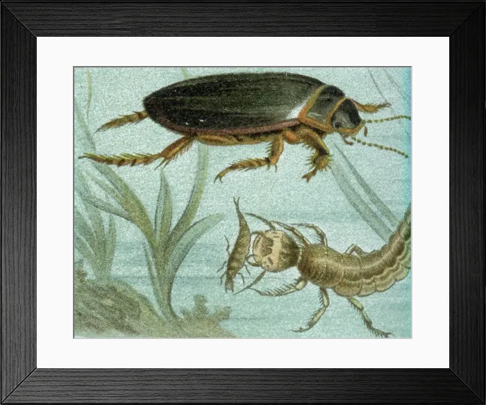 Framed Print : Great diving beetle illustration Framed Print : Great diving beetle illustration