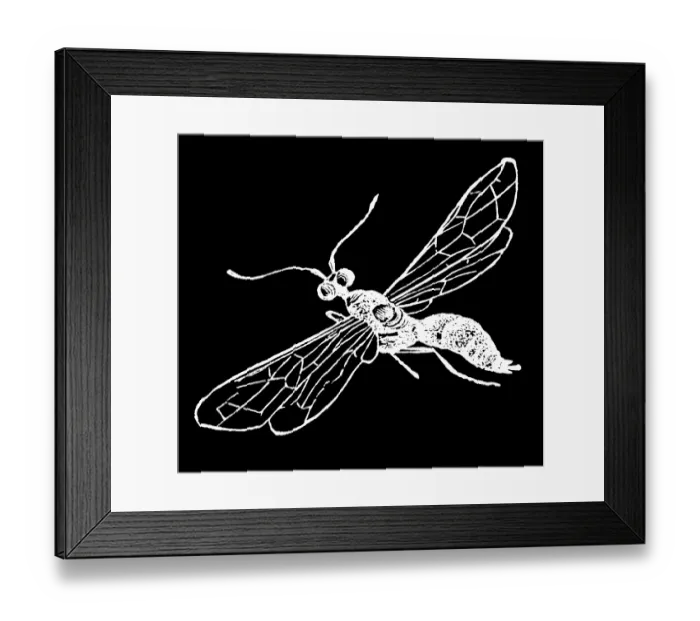 Framed Print : Old engraved illustration of insect, European wheat stem sawfly (Cephus pygmaeus) Framed Print : Old engraved illustration of insect, European wheat stem sawfly (Cephus pygmaeus)