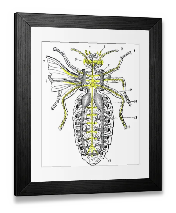 Framed Print : Antique medical scientific illustration high-resolution: Respiratory system and Nervous system Framed Print : Antique medical scientific illustration high-resolution: Respiratory system and Nervous system