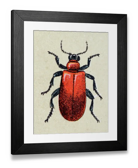 Framed Print : Lilioceris merdigera, insect animals antique illustration