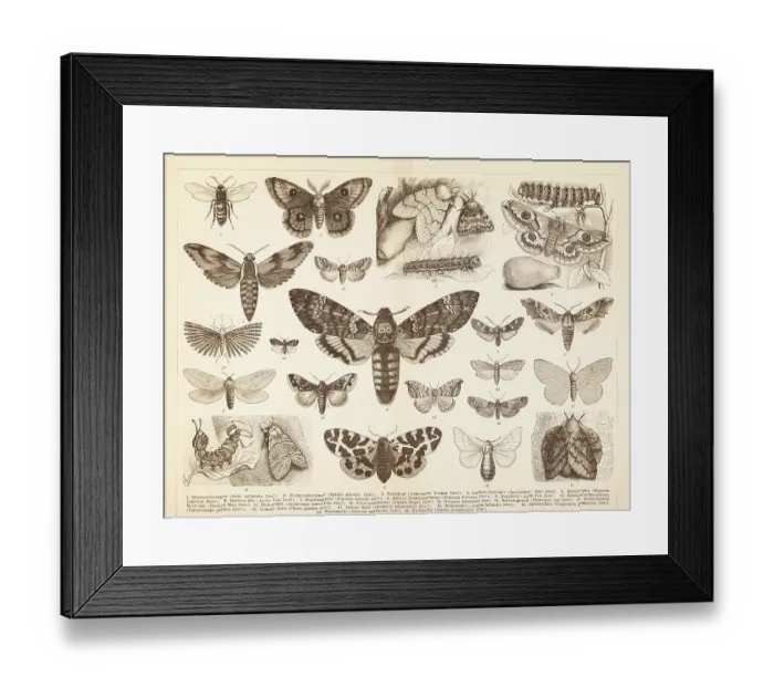 Framed Print : Different insects moth Lepidoptera death's head illustration Framed Print : Different insects moth Lepidoptera death's head illustration