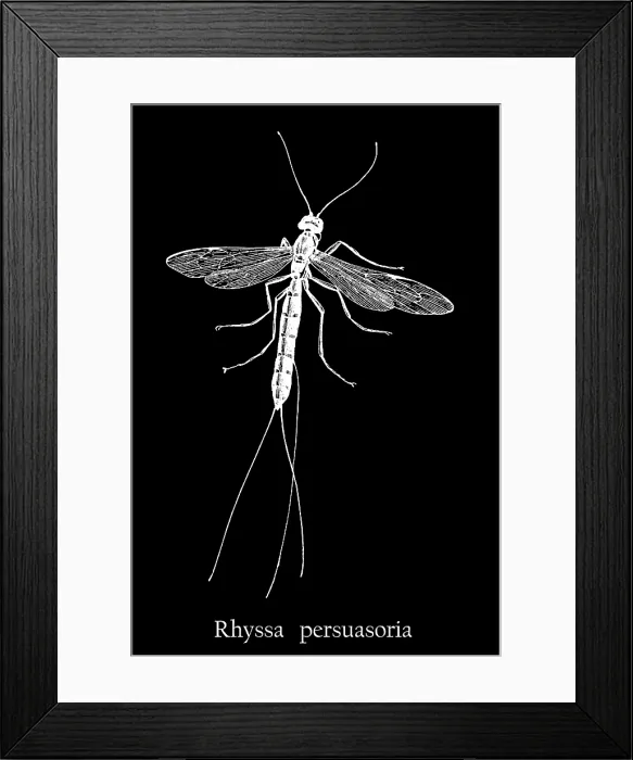 Framed Print : Old engraved illustration of insect, sabre wasp (Rhyssa persuasoria) Framed Print : Old engraved illustration of insect, sabre wasp (Rhyssa persuasoria)