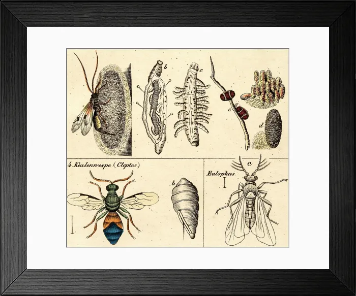 Framed Print : Wasps and flies, 19 century science illustration Framed Print : Wasps and flies, 19 century science illustration