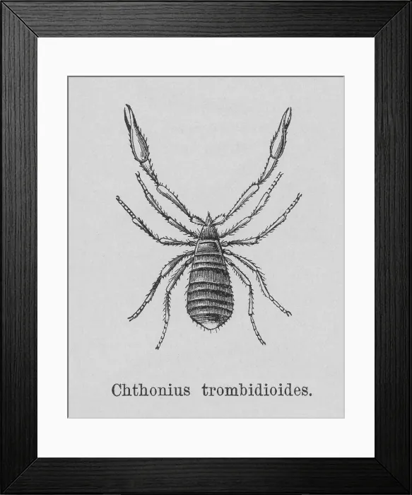 Framed Print : Old engraved illustration of pseudoscorpion (Chthonius trombidiodes) Framed Print : Old engraved illustration of pseudoscorpion (Chthonius trombidiodes)