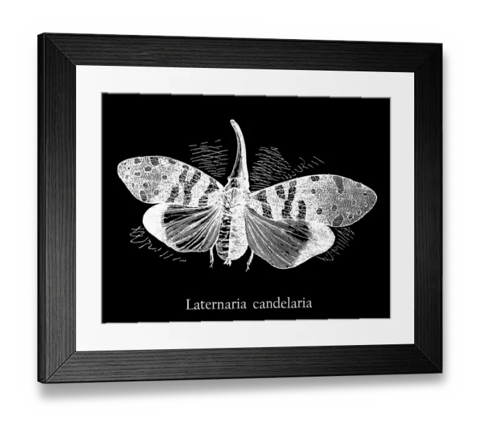 Framed Print : Old engraved illustration of insect, planthopper, Pyrops candelaria (Laternaria candelaria and Fulgora candelaria in older literature) Framed Print : Old engraved illustration of insect, planthopper, Pyrops candelaria (Laternaria candelaria and Fulgora candelaria in older literature)