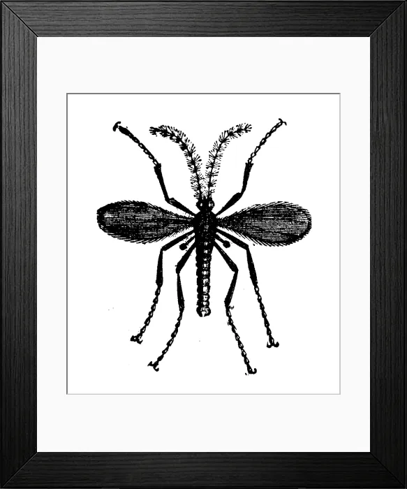 Framed Print : Animals antique engraving illustration: Hessian Fly Framed Print : Animals antique engraving illustration: Hessian Fly