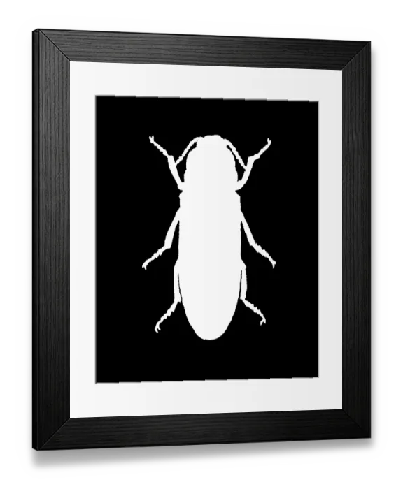 Framed Print : Old chromolithograph of Entomology - Headlight Elater (Pyrophorus noctilucus) Framed Print : Old chromolithograph of Entomology - Headlight Elater (Pyrophorus noctilucus)