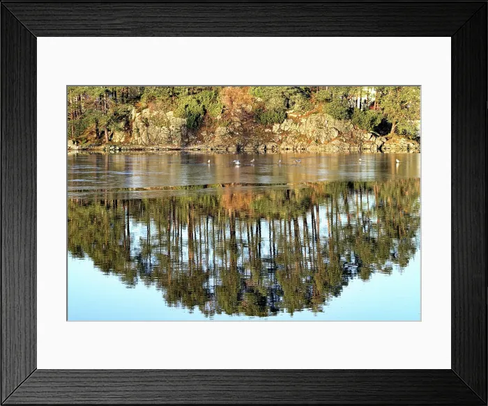 Framed Print : Reflections of trees on water