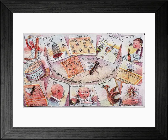 Framed Print : Baseball and Bugs VTC Framed Print : Baseball and Bugs VTC