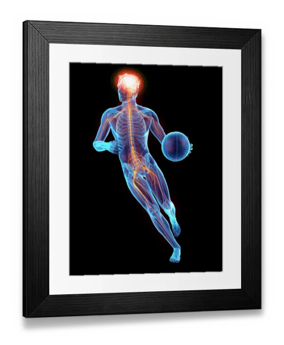 Framed Print : Person playing basketball, nervous system, illustration Framed Print : Person playing basketball, nervous system, illustration