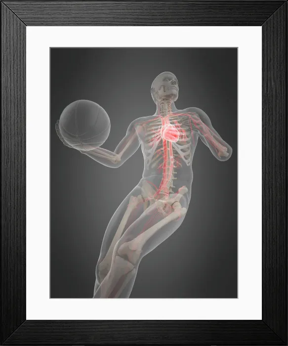 Framed Print : Anatomy of a basketball player, illustration Framed Print : Anatomy of a basketball player, illustration