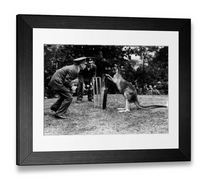 Framed Print : Kangaroo Cricket Framed Print : Kangaroo Cricket