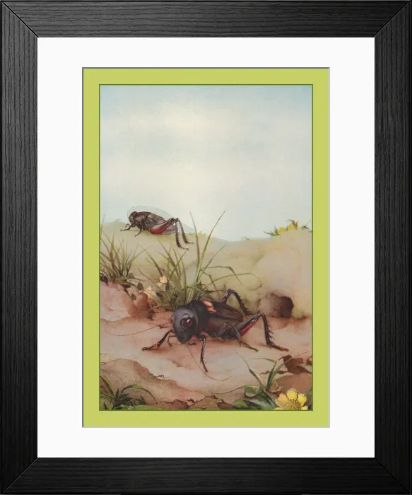 Framed Print : Field Cricket Framed Print : Field Cricket